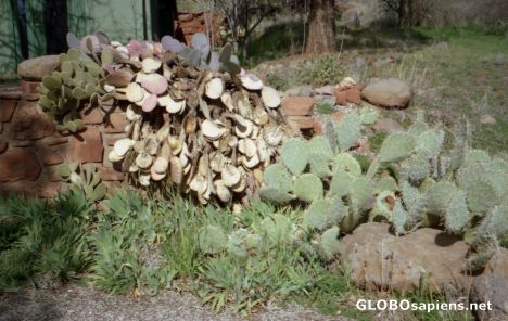 Postcard Dead Cacti