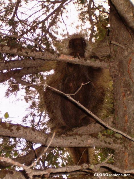 Postcard Porcupine on the tree
