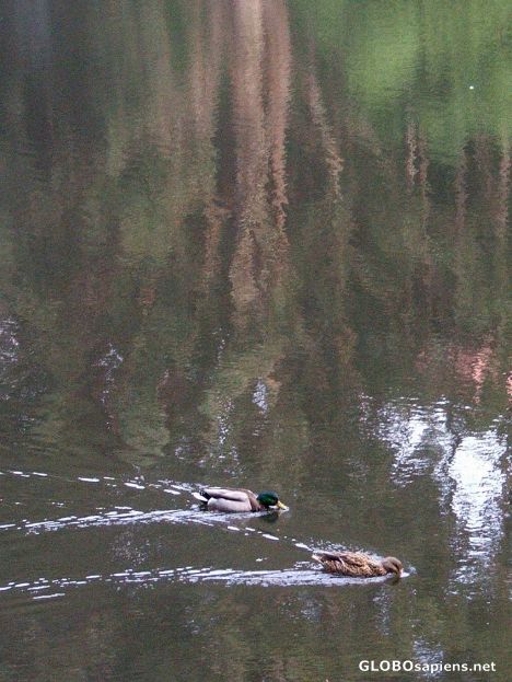 Postcard Reflection and ducks