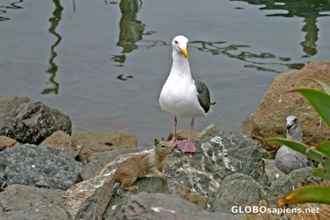 Postcard Morro Bay: Animal oecumenism