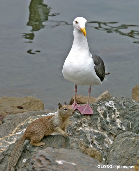 Postcard Morro Bay: The seagull and the ground squirrel