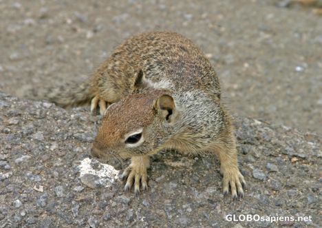 Postcard Morro Bay: California ground squirrel