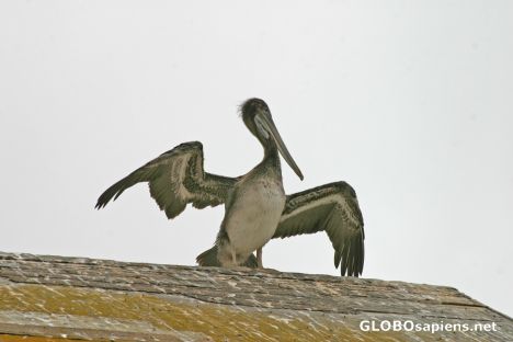 Postcard Morro Bay: Gray Pelican