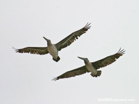 Postcard Morro Bay: A flight of gray pelicans