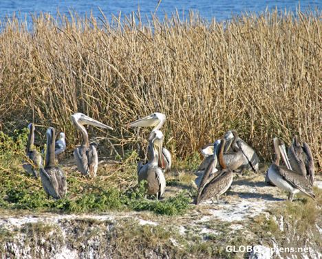 Postcard Pismo Beach: A colony of gray pelicans