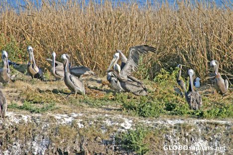 Postcard Pismo Beach: A colony of gray pelicans