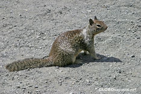 Postcard San Simeon Beach: Ground squirrel