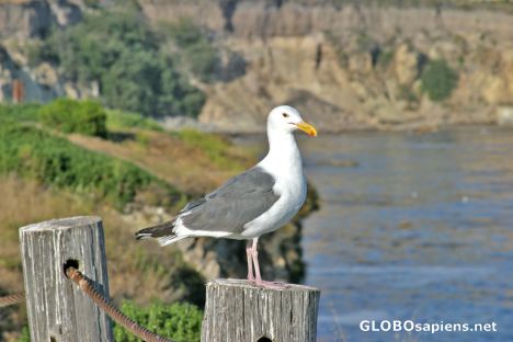 Postcard Pismo Beach: Seagull on the watch