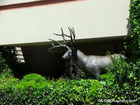 Postcard Deers in downtown?