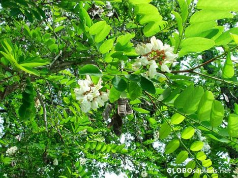 Postcard Acacia in spring bloom