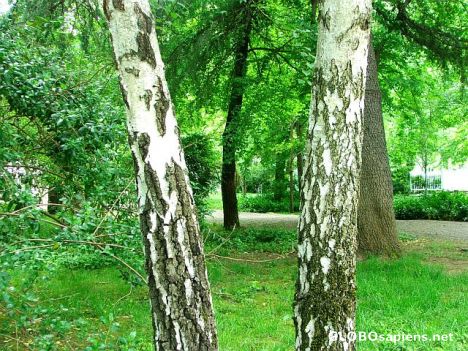 Postcard Two birch trunks