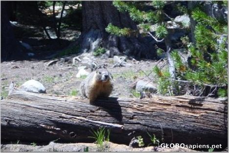 Postcard Yosemite Marmot