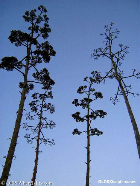 Postcard Sillouettes of Yucca Flower Stalks, Angel Island