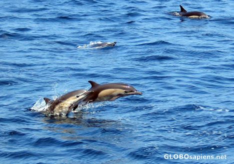 Postcard Dolphins - Santa Barbara Channel