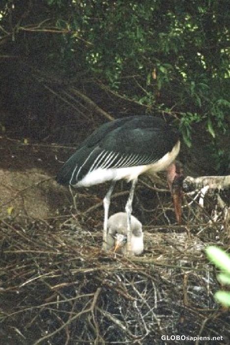 Postcard Mother & Baby Stork