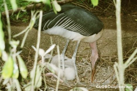 Postcard Mother & Baby Stork II