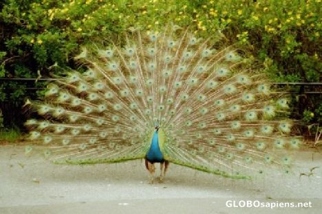 Postcard Strutting Peacock