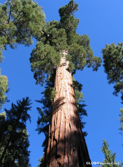Postcard Giant Sequoia - Mariposa Grove
