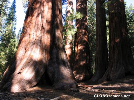 Postcard Giant Sequoia - Mariposa Grove
