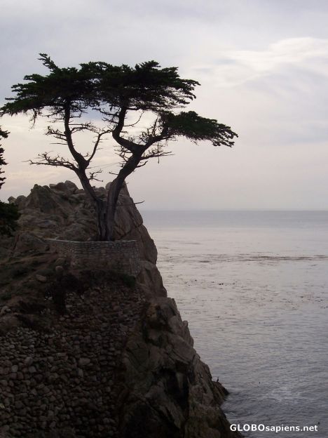 Postcard Monterey Cypruss