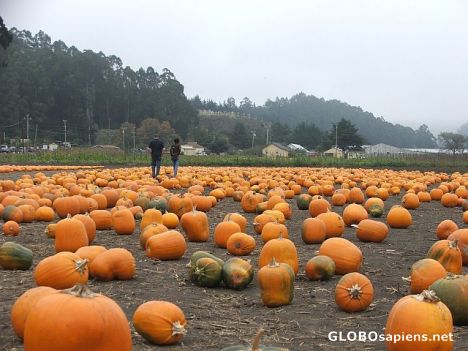 Postcard Pumpkin field