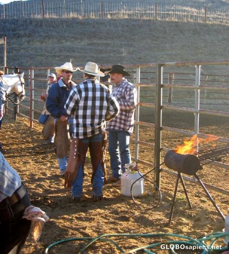 Postcard Cattle Branding - Cowboys wait to saddle-up