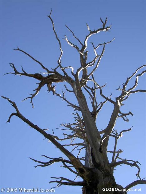 Postcard Twisted Tree, Lake Tahoe