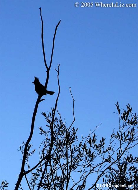 Postcard Bird on a branch, Lake Tahoe