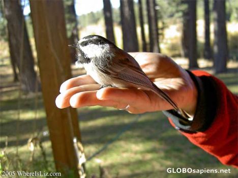 Postcard A bird in the hand, Lake Tahoe