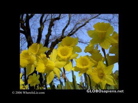 Postcard Spring Blooms in San Anselmo, California