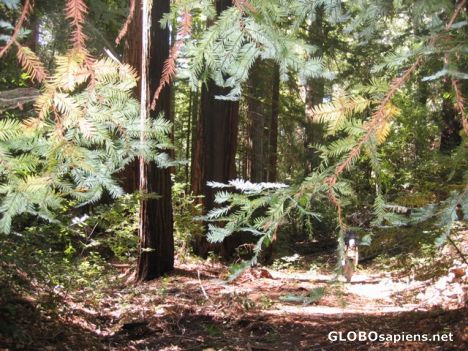 Postcard Redwood Forest