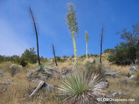 Postcard Spiky Yucca Cactus