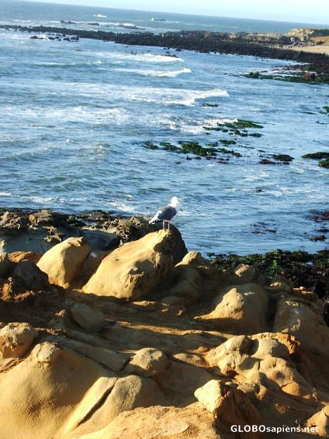 Postcard Ocean,rocks and sea gull