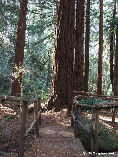 Postcard California Redwood