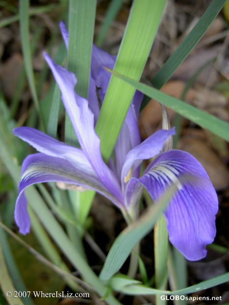 Postcard Wild Iris Emerges