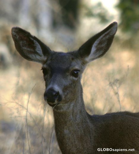 Postcard Deer Close-up