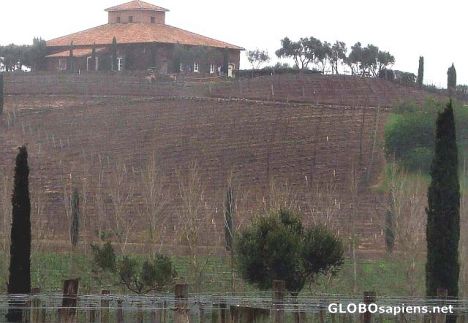 Postcard Viansa winery
