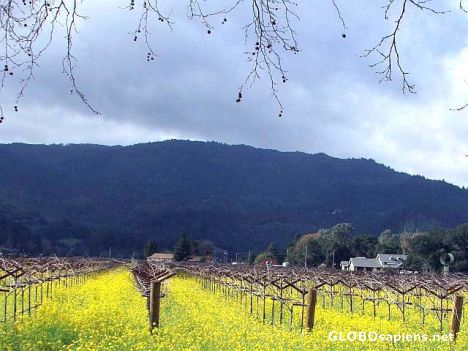 Postcard Yellow vine fields