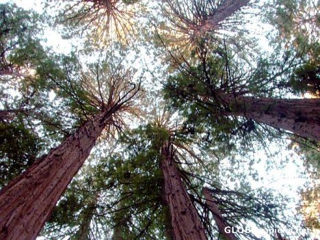 Postcard Redwood giants