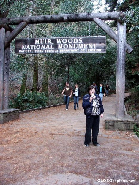 Postcard Muir Woods National Monument