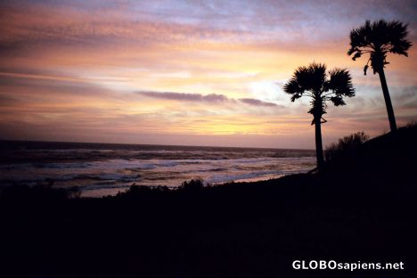 Postcard Sunset and Palms