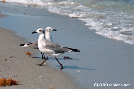 Postcard Miami Birds On the Beach