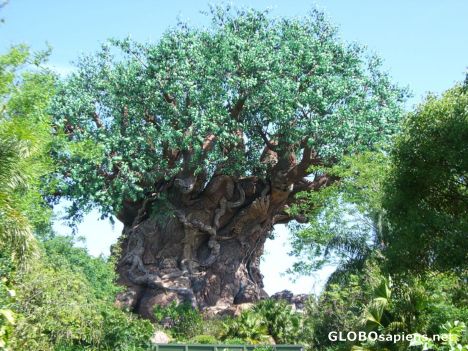 Postcard Tree of life - Disney animal kingdom