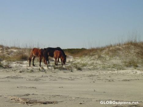 Postcard Wild horses in the marsh