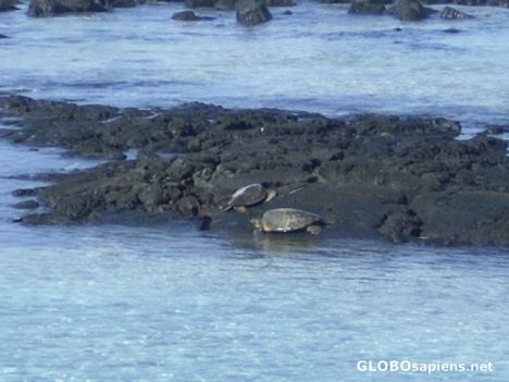 Postcard Green Sea Turtles sunning on rocks
