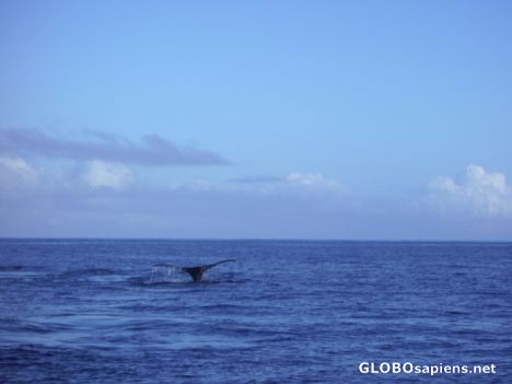 Postcard Humpback Whale tail