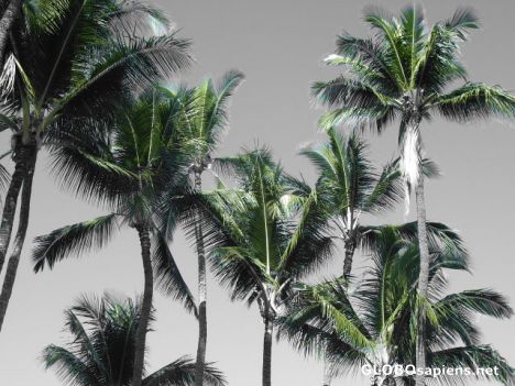 Postcard palms swaying in the breeze in black & white