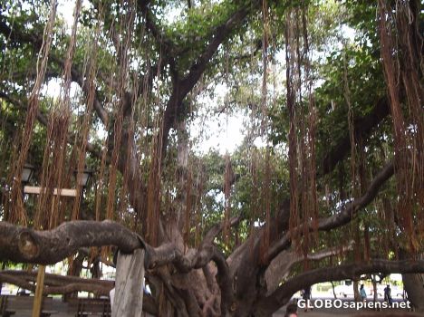 Postcard banyan tree park in Lahaina on Maui, Hawaii
