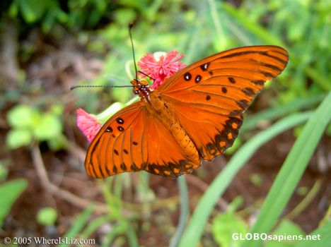 Postcard Tropical Butterfly, Hawaii
