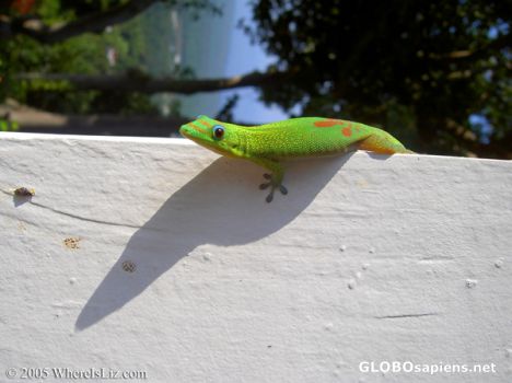 Postcard Gecko Encounter, Hawaii